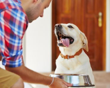 Dog Canned Food