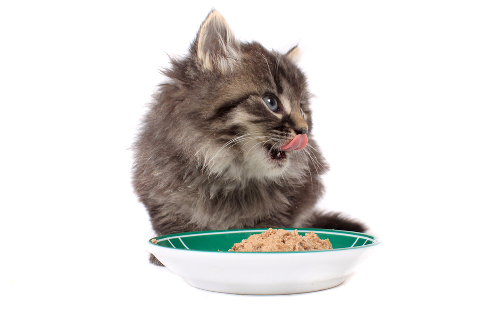 Kitten Food from Royal Canin
