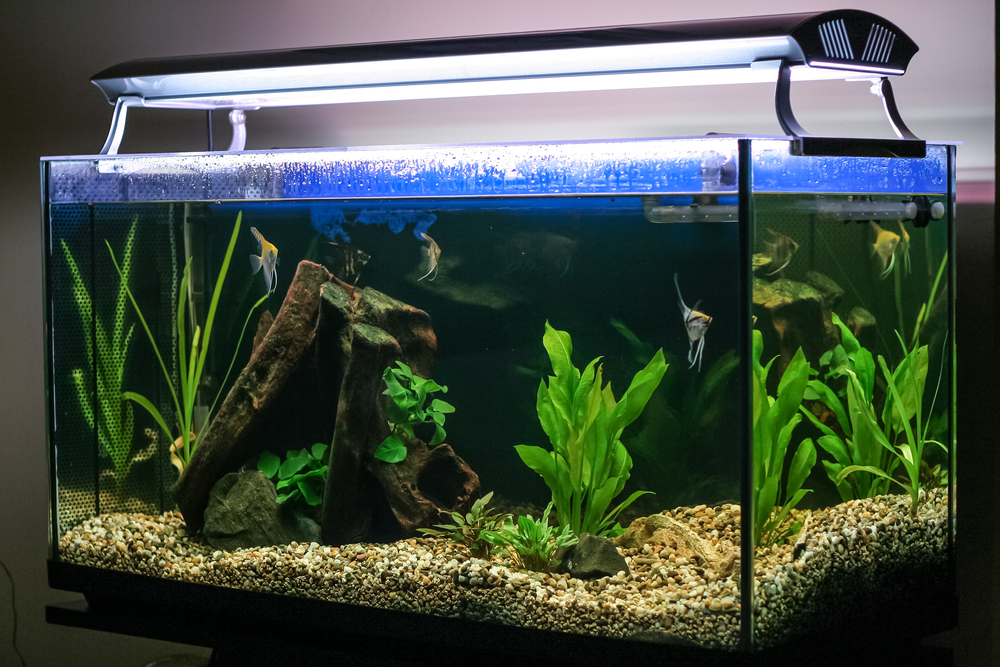 some rules for choosing the right aquariums