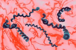 Borreliose transmitted by ticks