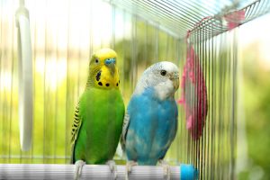 vitamins for budgerigars