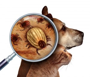 Different kind of ticks für dogs