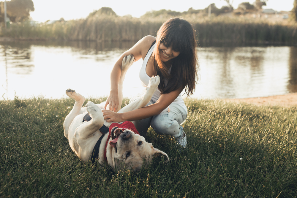 Dogs in the park