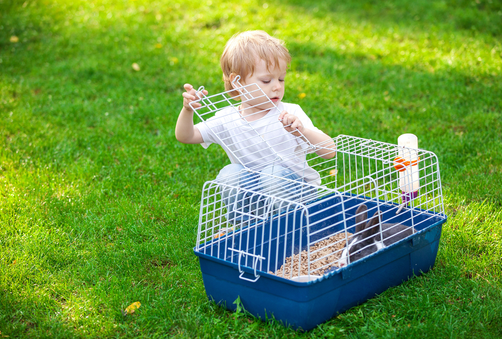 Keeping Rabbits in the garden