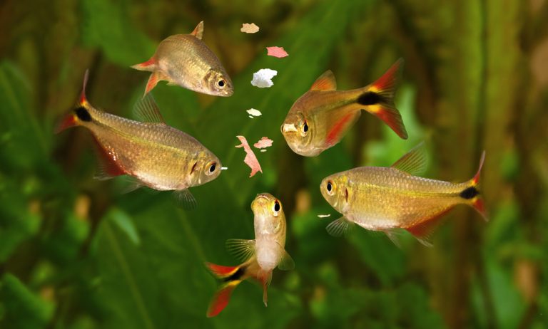 ornamental fish food