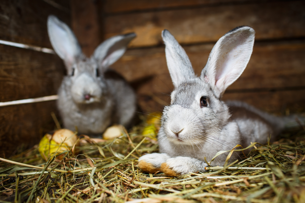 Cages for small rabbits