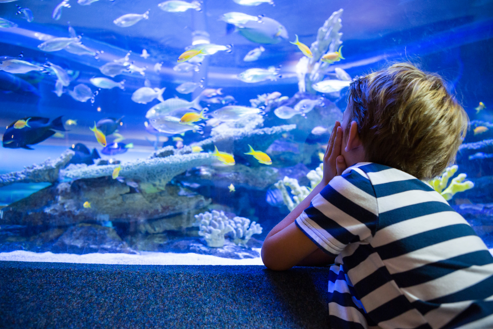 The right fish population for aquariums