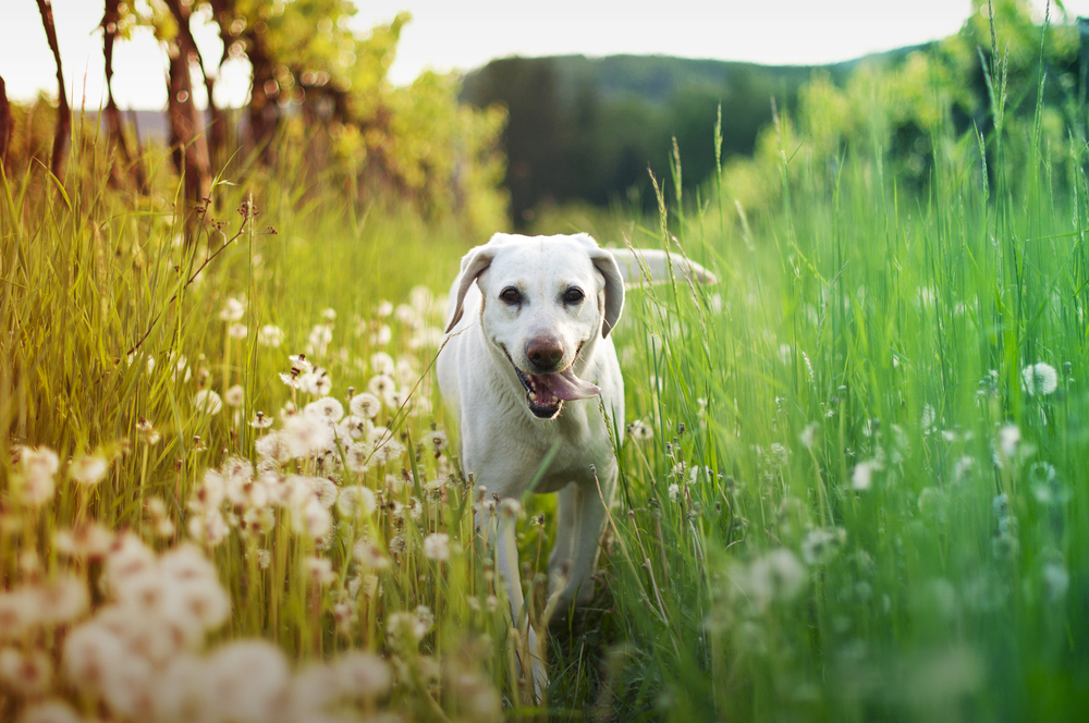 Overview of natural tick protection