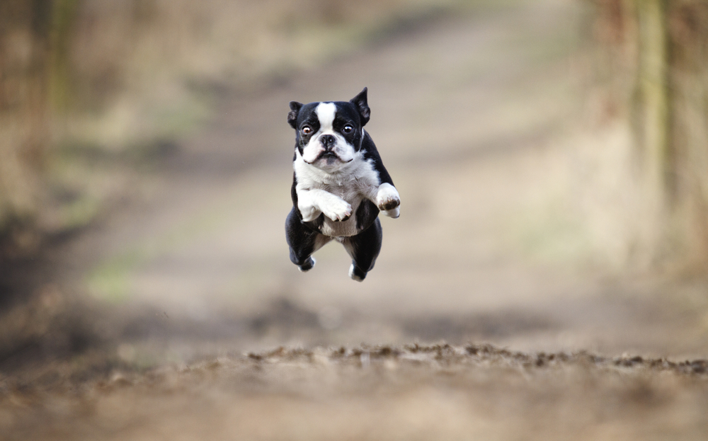 Proper food for active dog puppies