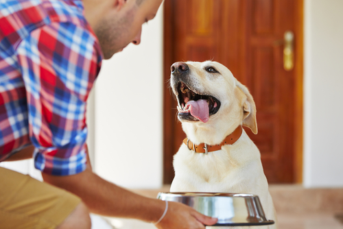 soak dry dog food the advantages