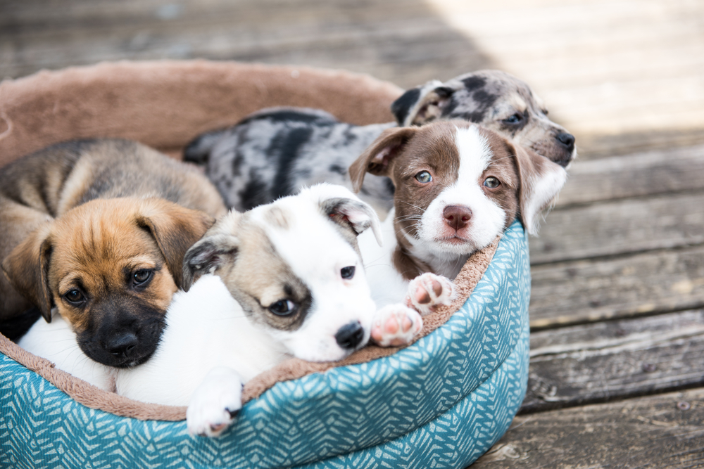 wich royal canin food choosing for puppys