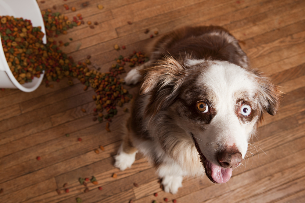 soak dry dog food